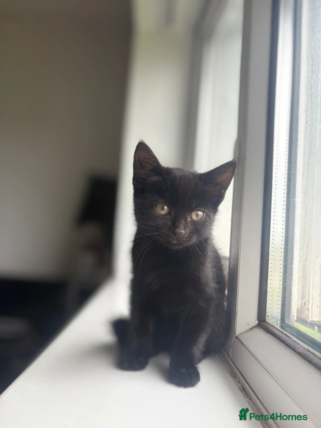Mixed Breed cats for sale: Super friendly super cuddly kittens in Swansea - Advert 5