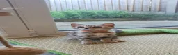 Bengal cats for sale: 🐆💕Very Beautiful Tica Registered Bengal Kittens. - Advert 35