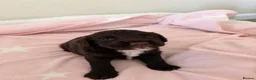 Cocker Spaniel dogs for sale: Beautiful cocker spaniel puppies 🐶 - Advert 12