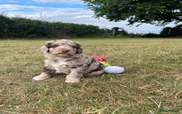Sproodle dogs for sale: Sproodle Puppy 3 - 💥 Rare Gorgeous Chocolate Merle Sproodles 🐶 - Image 28
