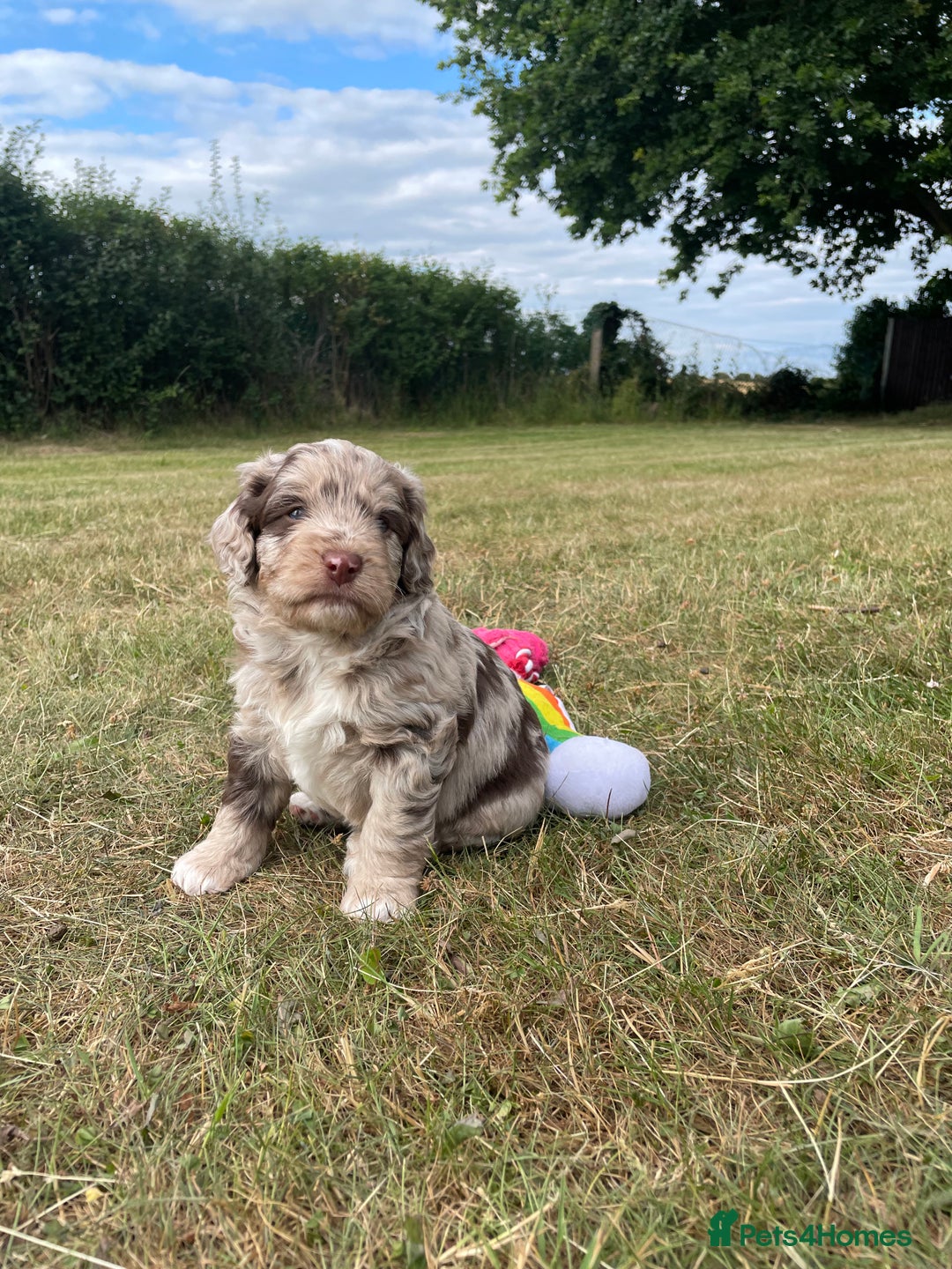 Sproodle dogs for sale: Sproodle Puppy 3 - 💥 Rare Gorgeous Chocolate Merle Sproodles 🐶 - Image 28