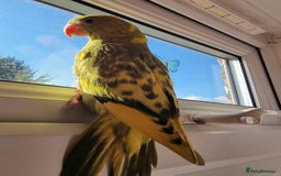 Ringnecks birds for sale: Beautiful female ringneck  - Advert 2