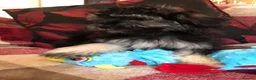Shihpoo dogs for sale: shihpoo puppies for sale  - Advert 23