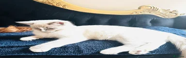 Ragdoll 1