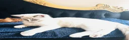 Ragdoll cats for sale: GCCF Registered Ragdolls - Advert 8