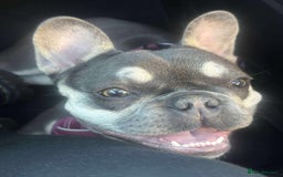 French Bulldog dogs for sale: Loving French bulldog Winnie  in Leicester - Image 3