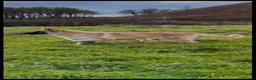 German Shepherd dogs for sale: Shawhead Shepherds  - Advert 9