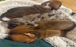 Miniature Dachshund dogs for sale: 2 handsome miniature dachshund puppies  - Advert 10