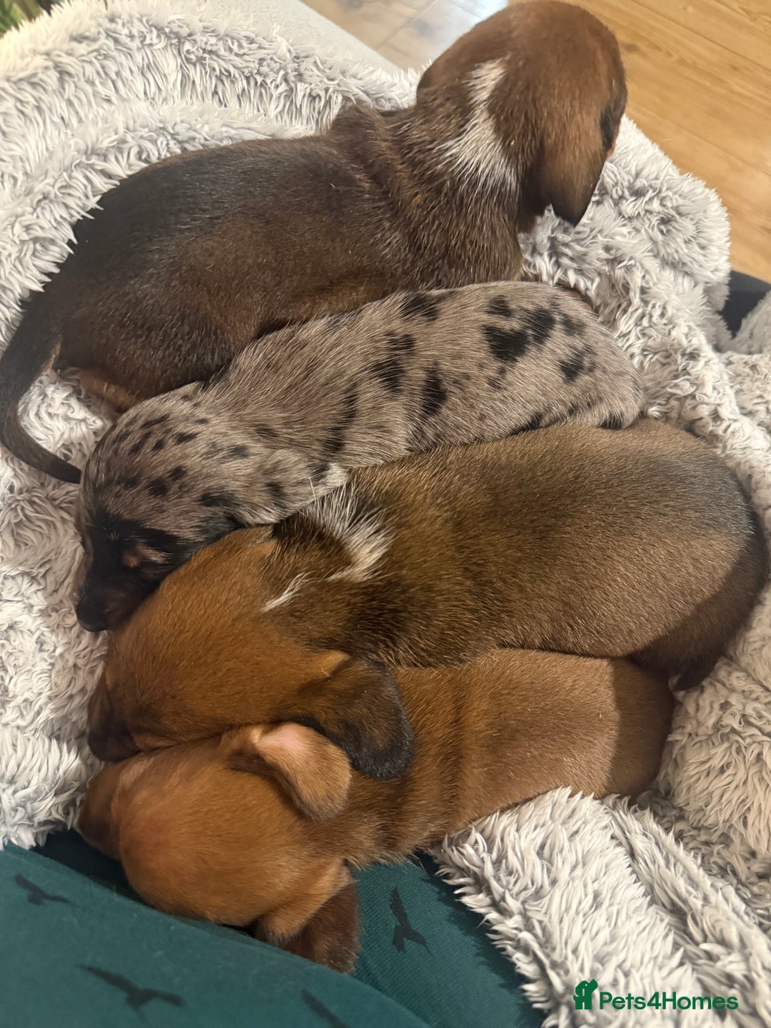 Miniature Dachshund dogs for sale: 2 handsome miniature dachshund puppies  - Advert 10