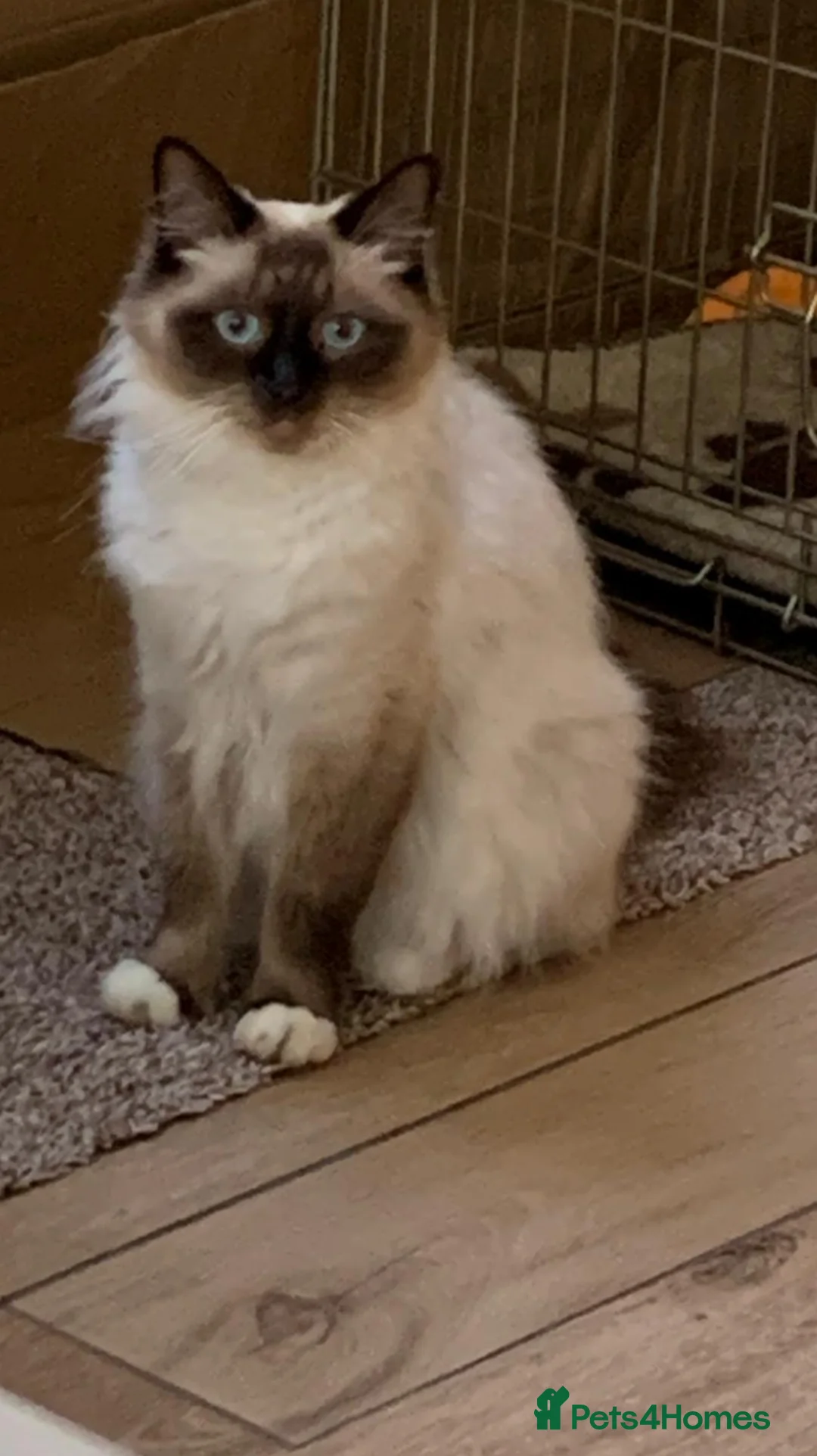 Ragdoll cats for sale: Ragdoll kitten  in Bideford - Advert 2