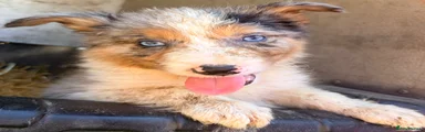 Border Collie 1