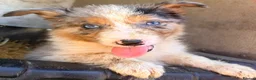 Border Collie dogs for sale: 7 beautiful border collie pups  in Newtown - Advert 11