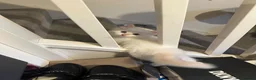 Ragdoll cats for sale: Ragdolls available - Advert 11