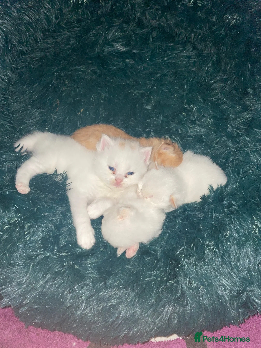 Turkish Angora cats for sale: Beautiful kitty Angoras  - Advert 15