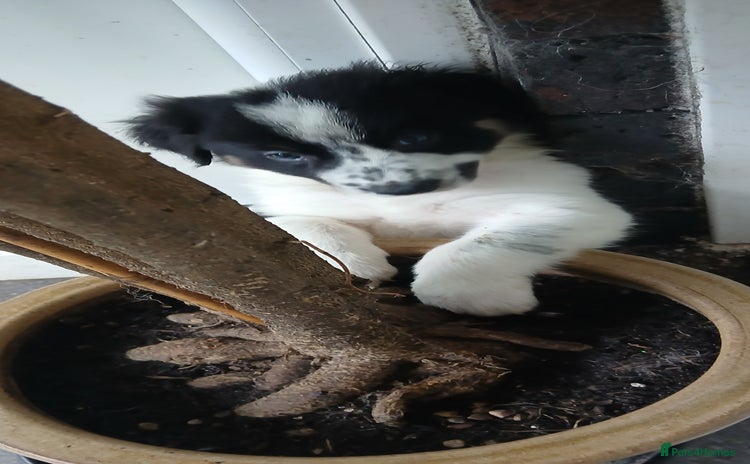 Border Collie dogs - Advert 1