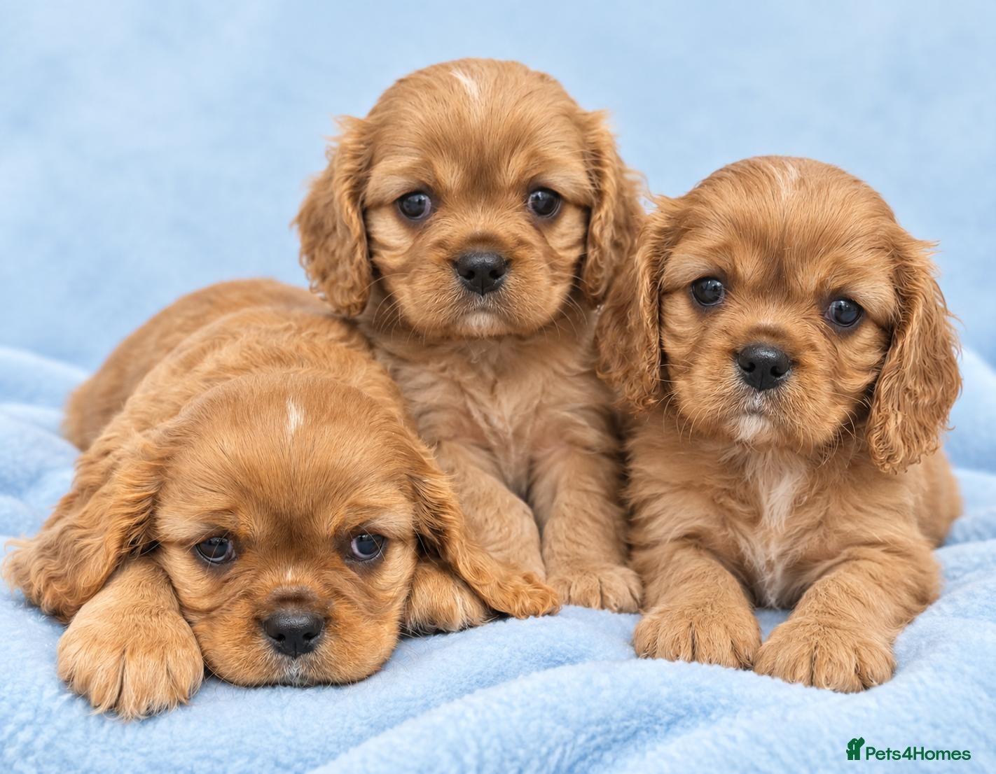 Cavalier King Charles Spaniel dogs Stunning kc reg health tested cavaliers - Advert 2