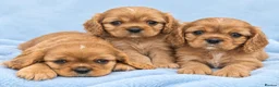 Cavalier King Charles Spaniel dogs for sale: Stunning kc reg health tested cavaliers - Advert 9