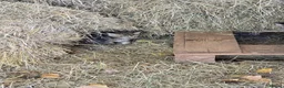 Mixed Breed cats for sale: Farm kittens - Advert 6