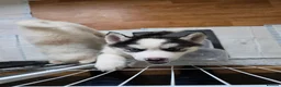 Siberian Husky dogs for sale: EBONY / ARYA SIBERIAN HUSKYS READY TO LEAVE  - Advert 12