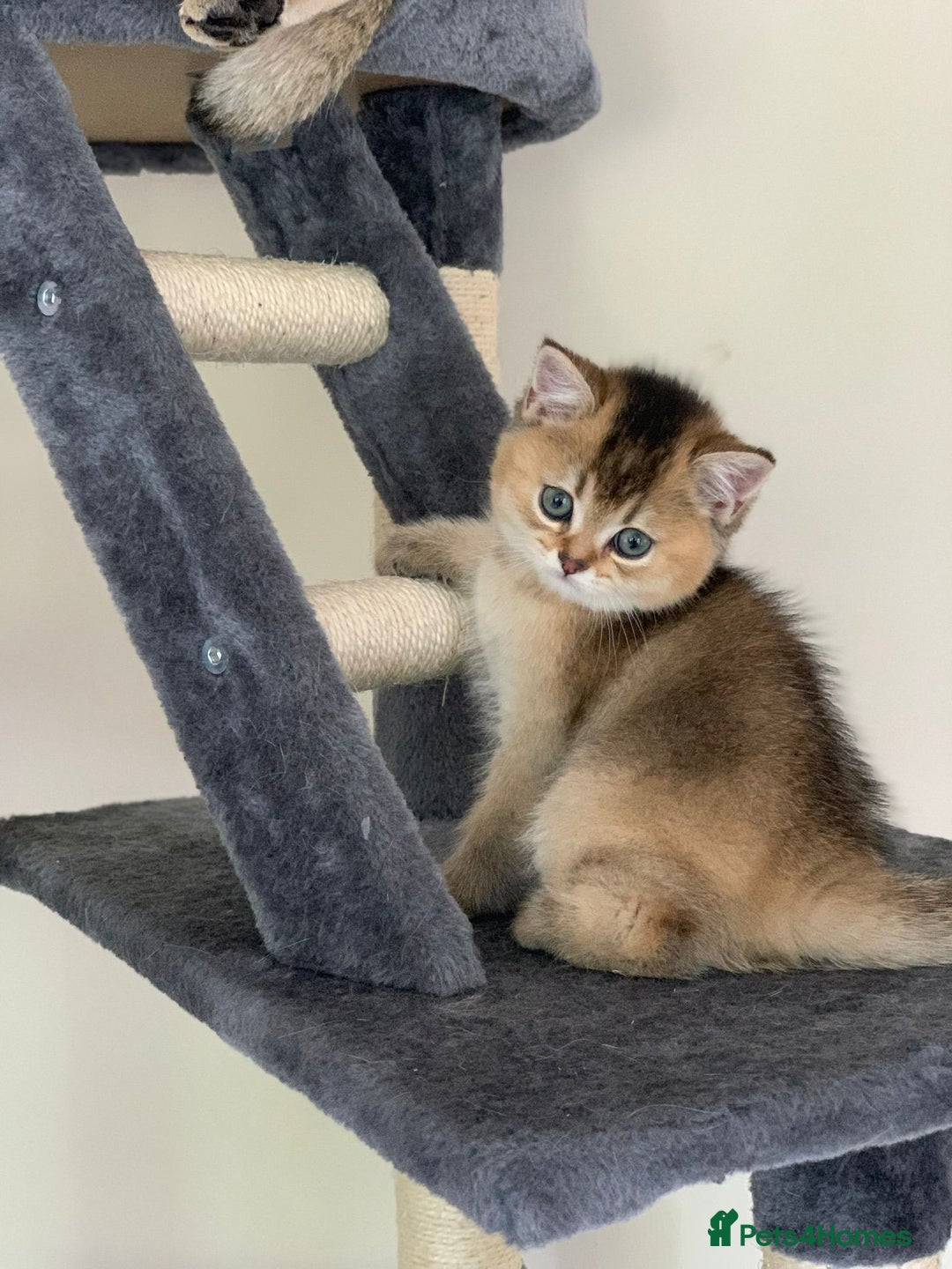 British Shorthair cats for sale: British Shorthair Kittens – Golden & Silver Shaded - Image 1