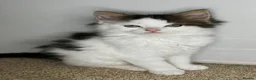 Maine Coon cats for sale: *READY NOW MAINE COON KITTEN* - Advert 8