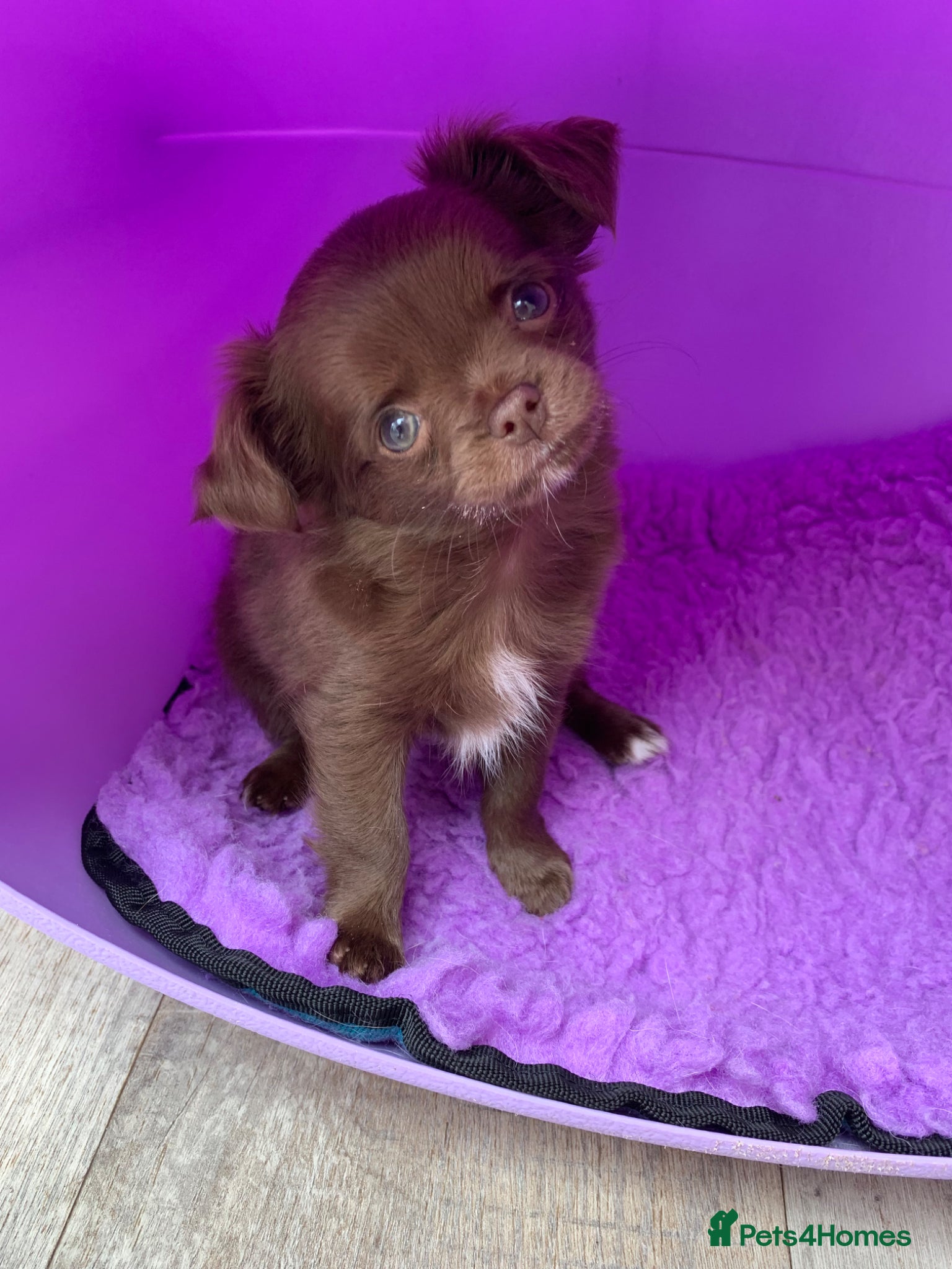 Chihuahua dogs 5* LICENSED KC Gorgeous Chihuahua GIRLS - Advert 4