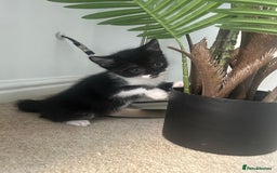 Mixed Breed cats for sale: 3 Kittens  - Image 3