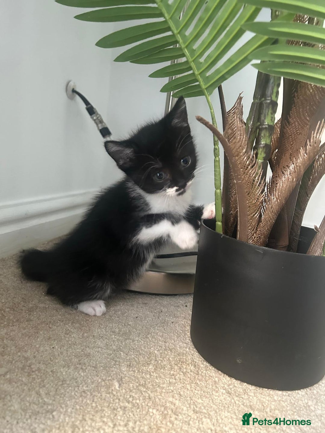 Mixed Breed cats for sale: 3 Kittens  - Image 3