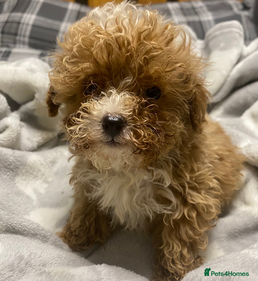 Toy Poodle dogs for sale: Beautiful Toy Poodle puppies  - Advert 5
