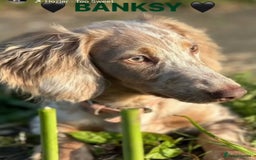 Miniature Dachshund dogs for sale: Isabella & tan long haired dapple - Image 15