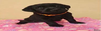Labrador Retriever 3