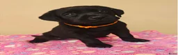 Labrador Retriever dogs for sale: Adorable Black & Yellow Labrador Companions in Paisley - Advert 14