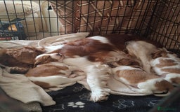 Welsh Springer Spaniel dogs for sale: Beautiful trio of pedigree welsh springer spaniels - Image 5