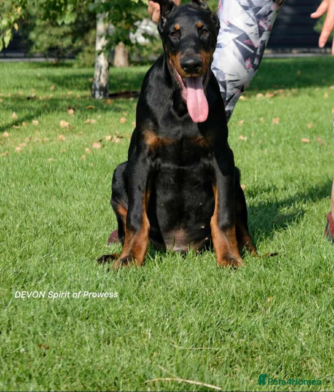Dobermann dogs for sale: 6 month old stunning male  - Image 2