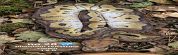 Python Snake reptiles for sale:  Various ball pythons  - Advert 3