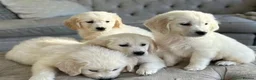 Golden Retriever dogs for sale: GOLDEN RETRIEVER PUPPIES READY in Bury - Advert 1