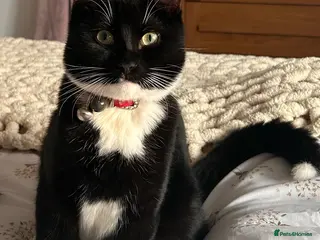 Mixed Breed cats Charlie - Advert 1