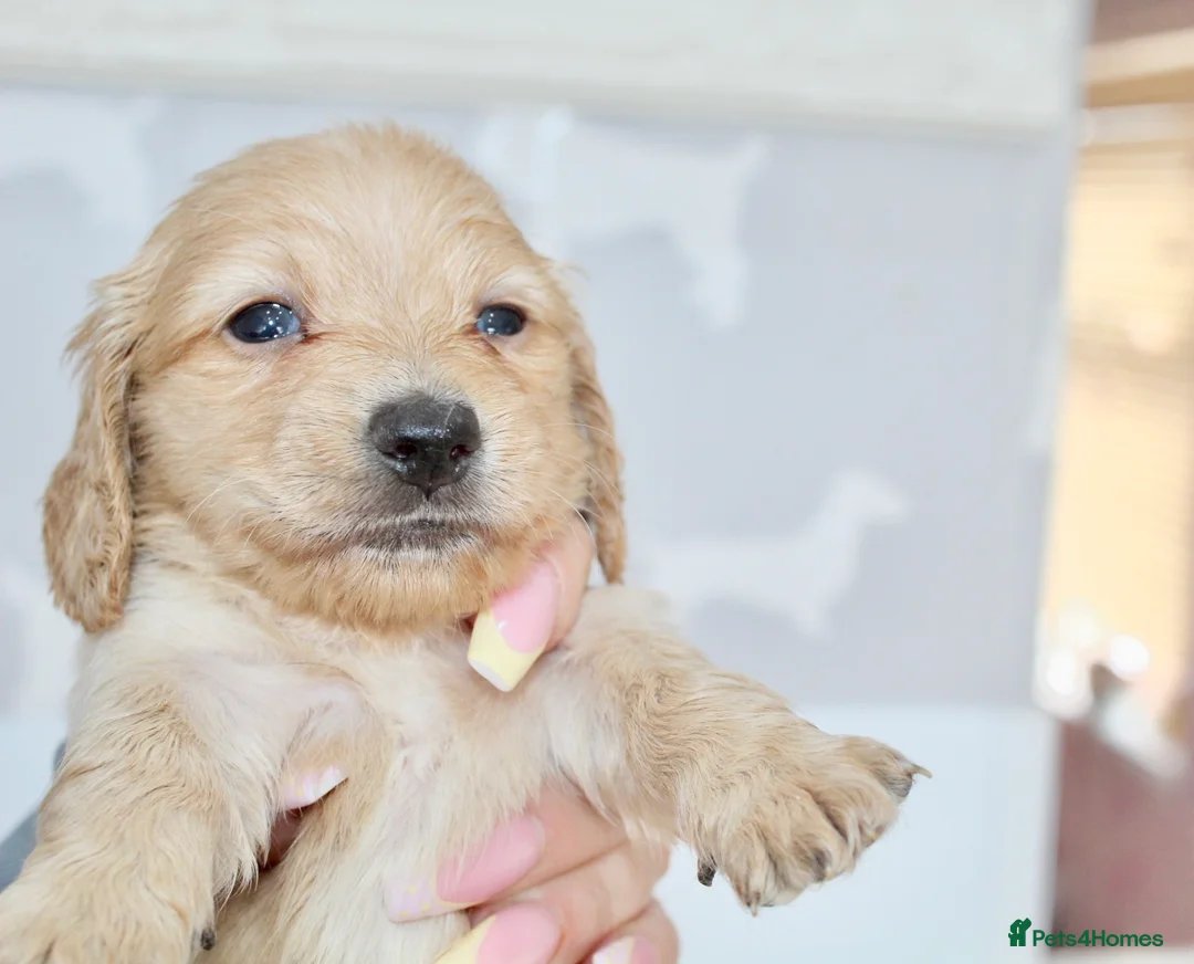 Miniature Dachshund dogs for sale: ✨🩷 absolutely STUNNING full long hair light cream - Advert 16