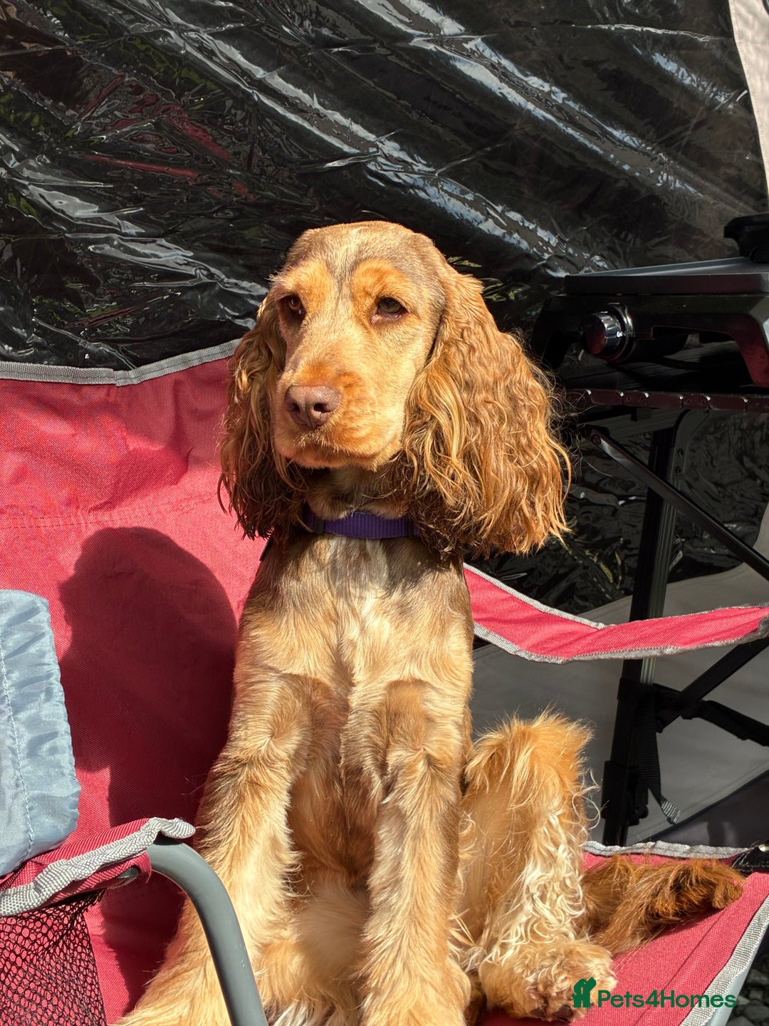 Cocker Spaniel dogs for sale: Show Cocker Spaniel Chocolate Sable  - Advert 2