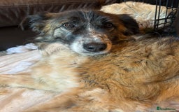 Mixed Breed dogs for adoption: Hilda - Norwich Norfolk  - Image 21