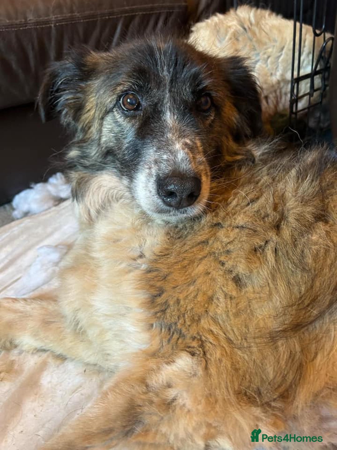 Mixed Breed dogs for adoption: Hilda - Norwich Norfolk  - Image 21