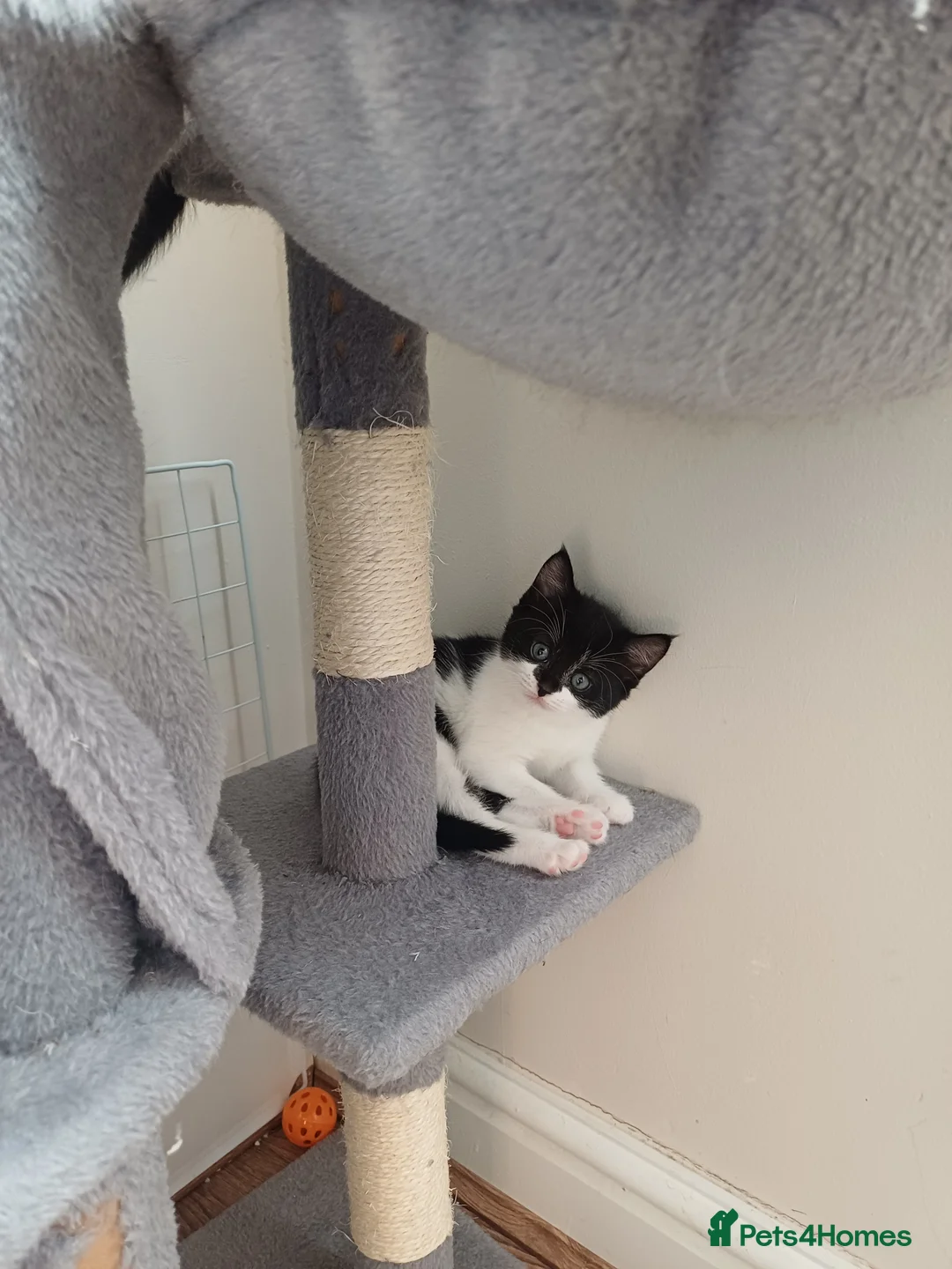 Mixed Breed cats for sale: Lovely kittens  - Advert 10