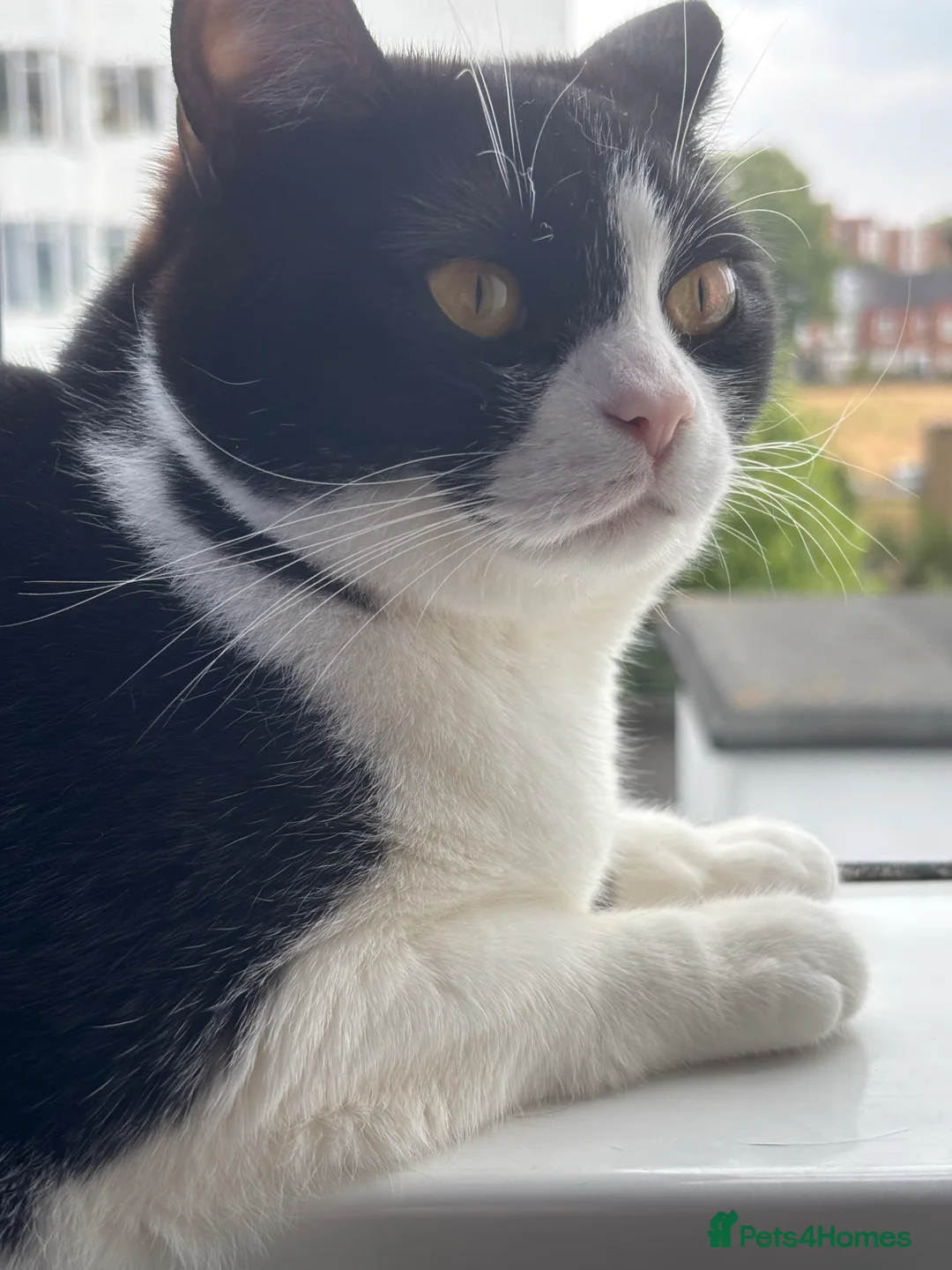 Mixed Breed cats for sale: Canela - Advert 7