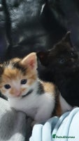 British Shorthair cats - Advert 9