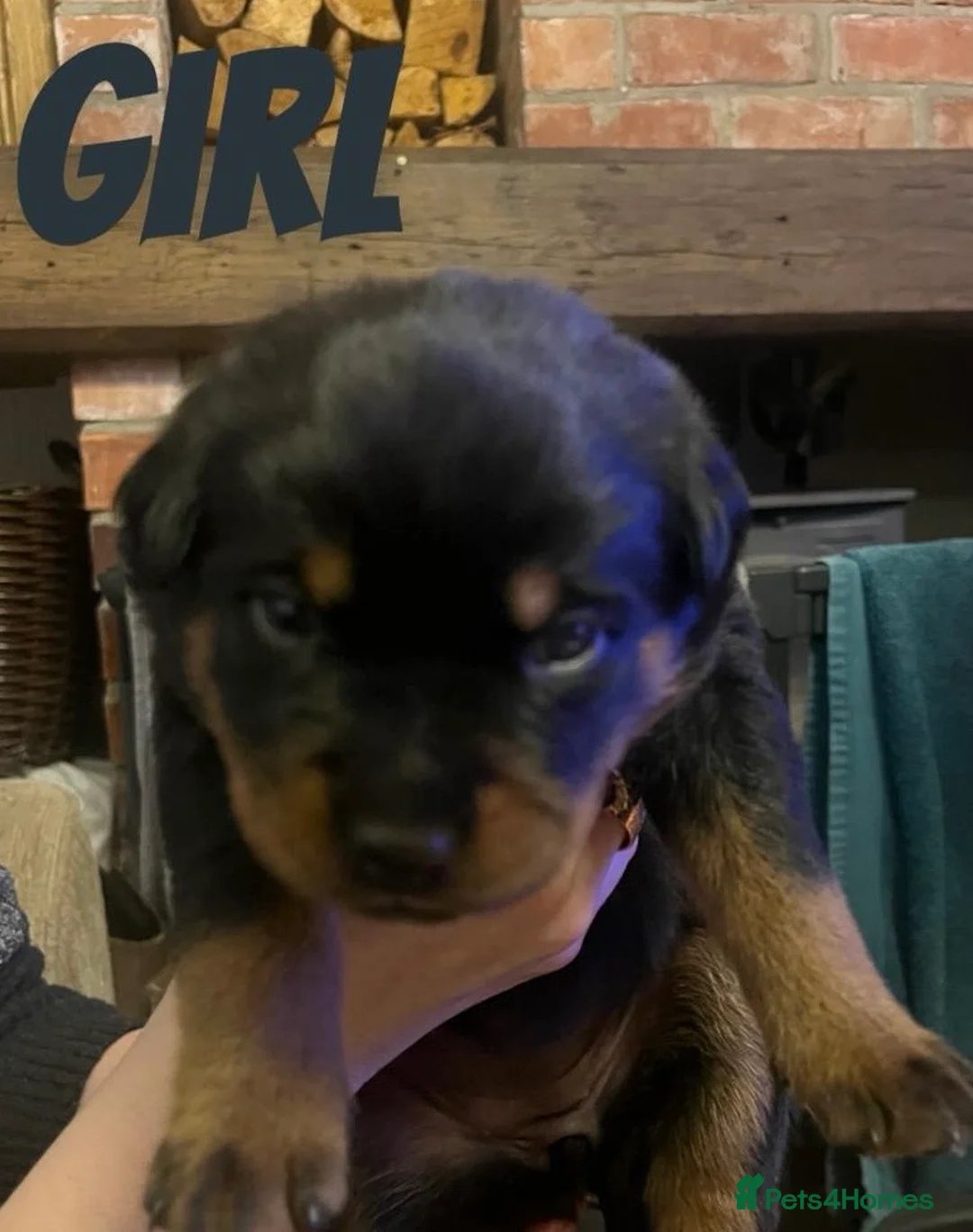 Rottweiler dogs for sale: Beautiful Rottweiler puppies for sale  - Advert 7