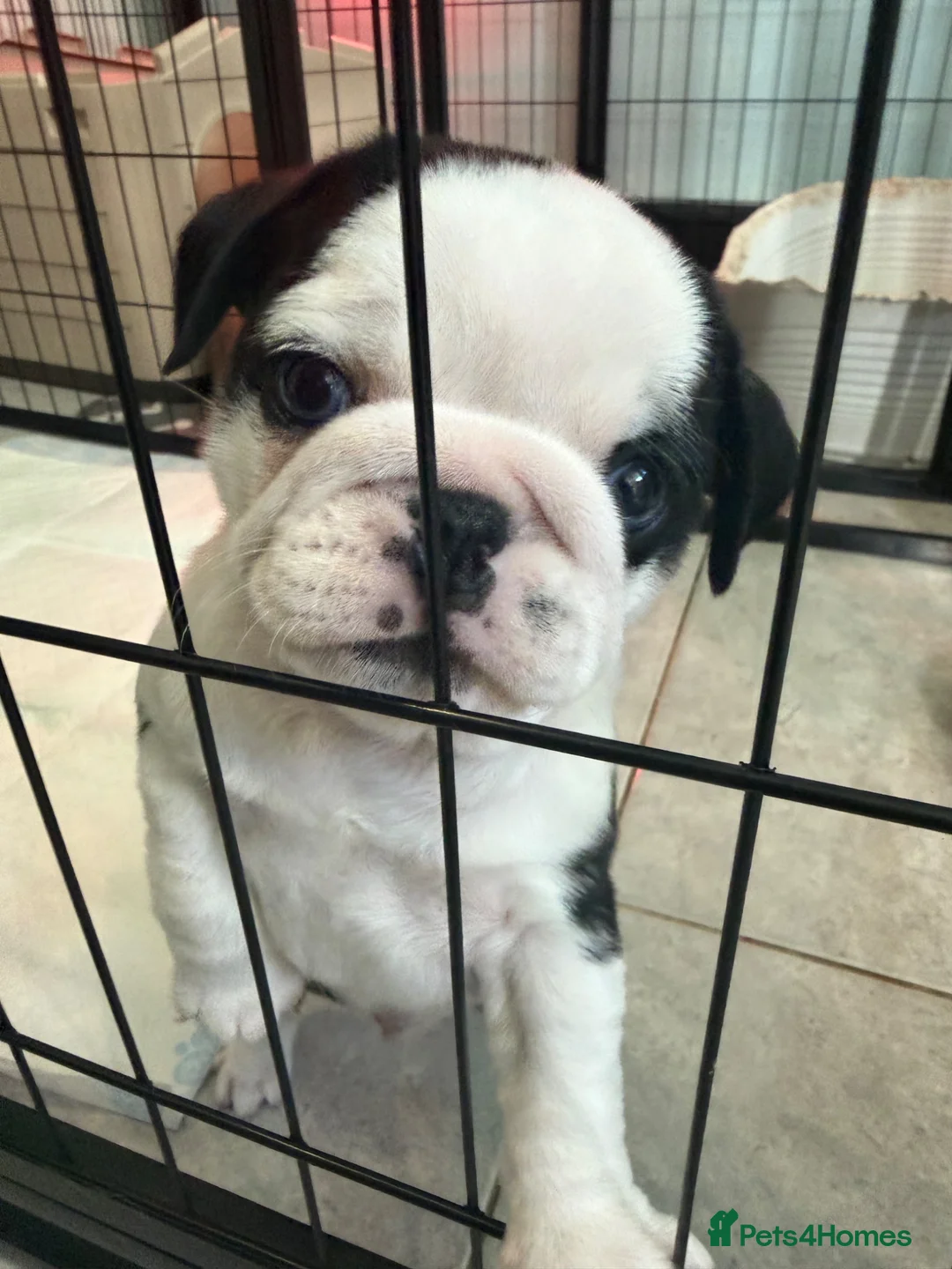 Pug dogs for sale: 1 boy pug pup left ready for his forever home 😍 - Advert 2