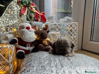 Shih Tzu dogs 4 beautiful stunning lilac shih tzu puppies - Advert 1