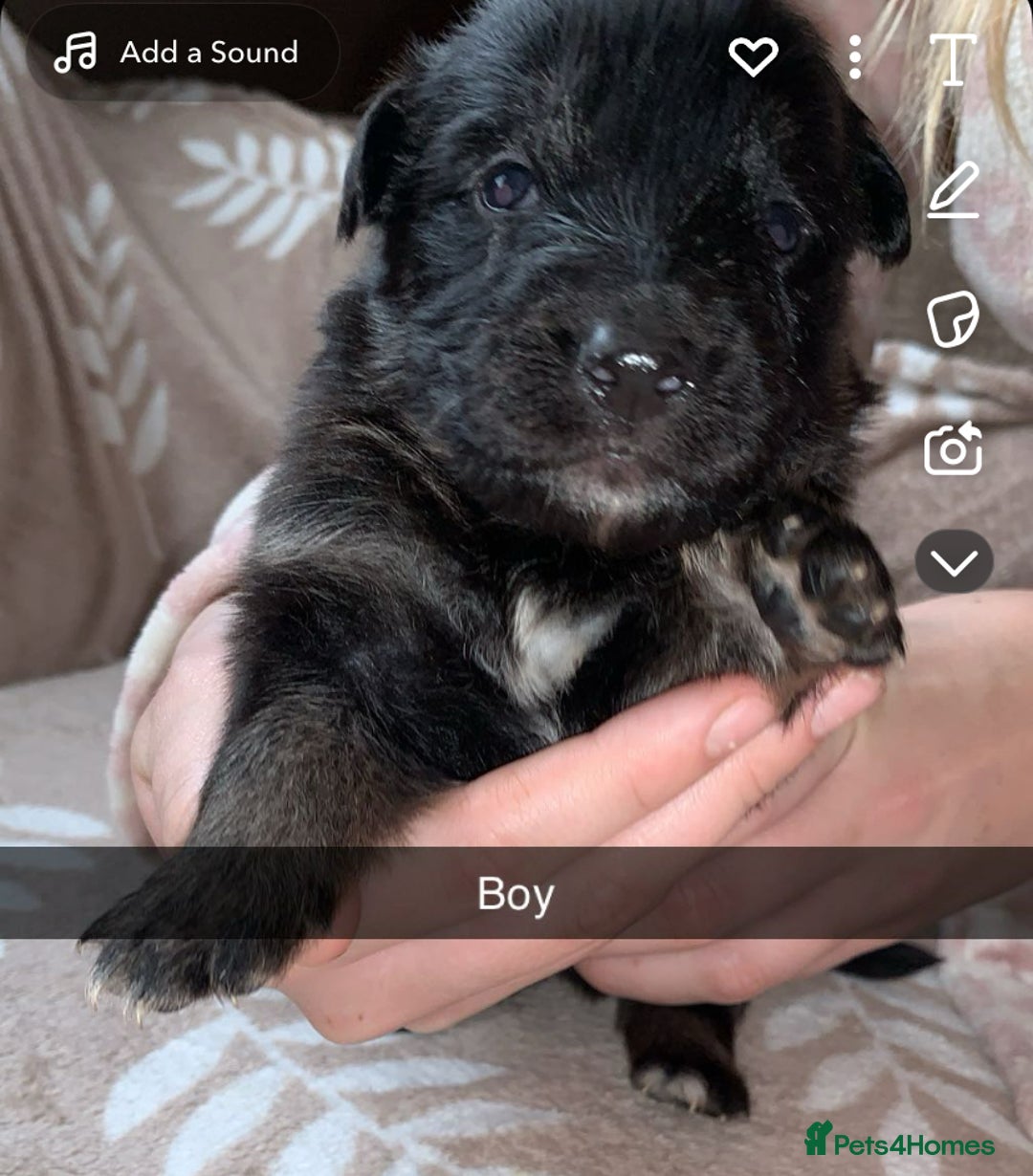 German Shepherd dogs for sale: BEAUTIFUL GERMAN SHEPS   - Image 10