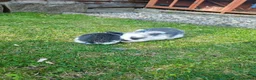 Mini Lion Lop rabbits for sale: Mini Lion Lop - Advert 3