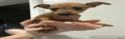 Miniature Pinscher dogs for sale:  Beautiful Purebred Miniature Pinscher Puppies  in Wakefield - Advert 16